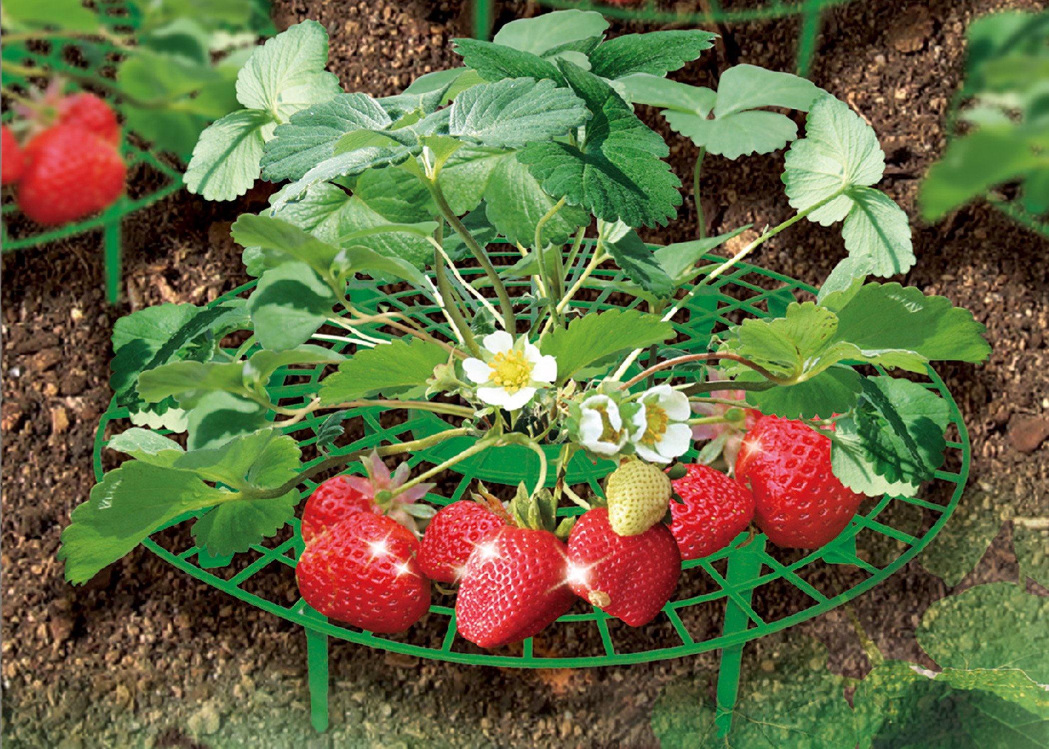 (image for) Zenport Garden Supports P-309 Fruit and Vegetable Supports