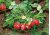 (image for) Zenport Garden Supports P-309 Fruit and Vegetable Supports