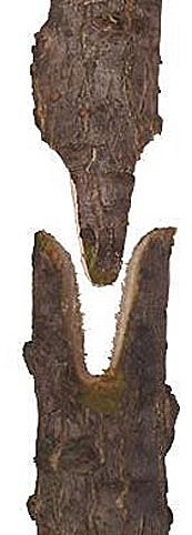 A generic image
