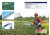 (image for) Zenport KOHAM Hedge Shear KH-14 Battery Powered Hedge Shear