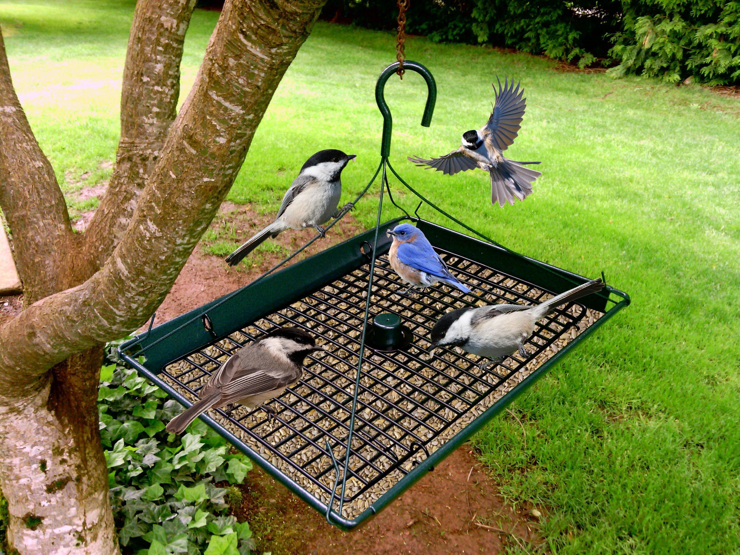 (image for) Bird and Squirrel Feeders