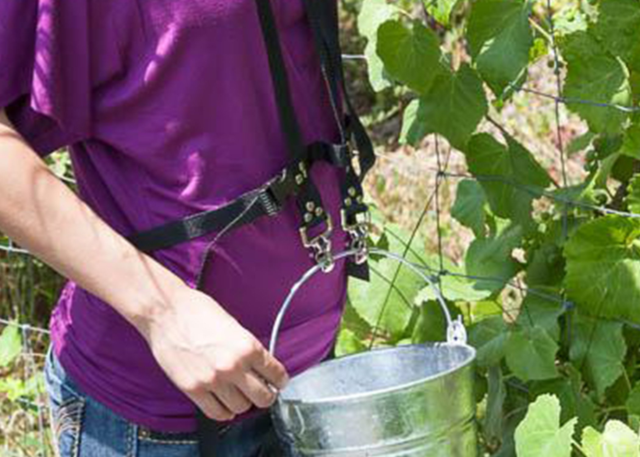 (image for) Zenport AG422 Picking Bucket Harness 1-Gallon Berry, Fruit and Berry Bucket/Pail for Blueberries Raspberries Beans Vegetables