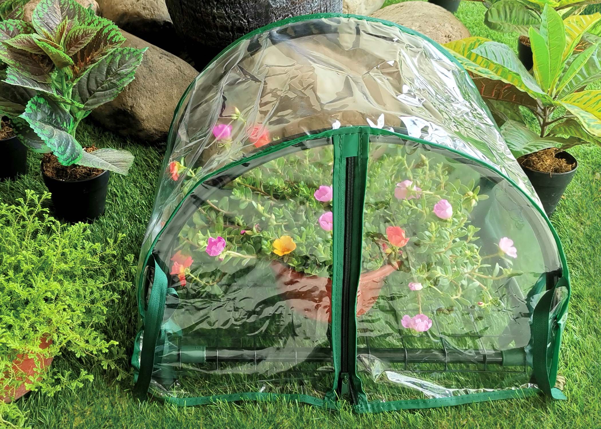 Zenport Mini Greenhouse SH3270-12.5 12-Inch Mini Balcony Greenhouse for Protected Patio, Balcony Plant Growing and Gardening (image for) Zenport Mini Greenhouse SH3270-12.5 12-Inch Mini Balcony Greenhouse for Protected Patio, Balcony Plant Growing and Gardening