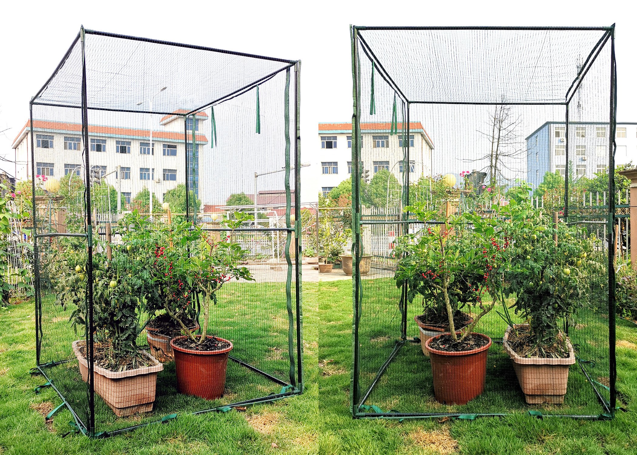 (image for) Zenport Fruit Cage SH3288 Steel Frame, Anti-Bird Netting, 47.2 x 47.2 x 70.9-inches