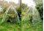 (image for) Zenport Winter Garden Tent SH3287 Steel Frame, Transparent Cover, 55.1 x 55.1 x 70.9-inches